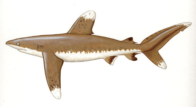 Photo of Carcharhinus longimanus