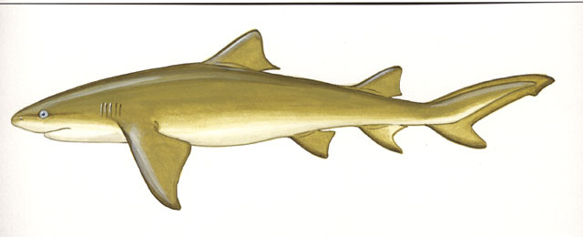 Best gear to fish Lemon Shark, (Negaprion Brevirostris)