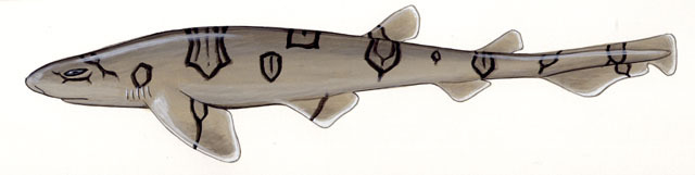 Scyliorhinus