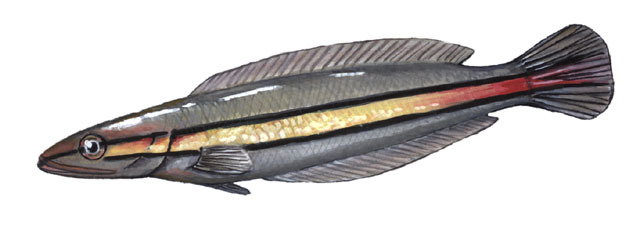 Deuterostomia