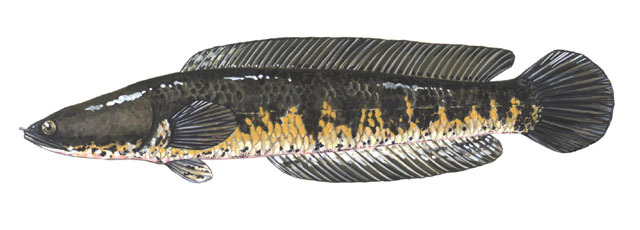 Haruan - Striped Snakehead, Common Snakehead, Channa Striata - Sport  Fishing Asia