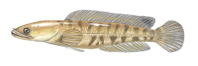 Channa_striata_juvenile