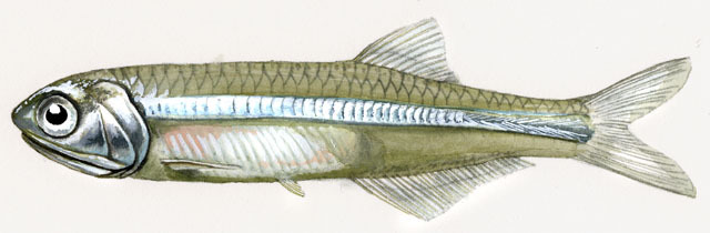 Engraulidae