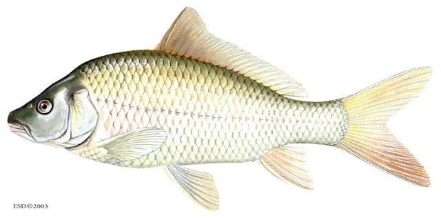 ADW: Cyprinus carpio: INFORMATION