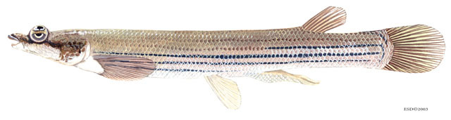 Anablepidae