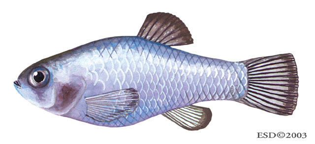 Cyprinodon diabolis