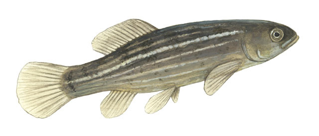 Deuterostomia