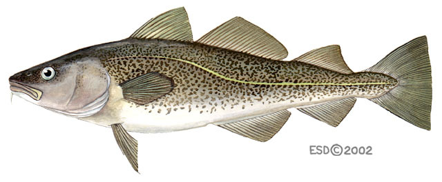 Fishing mortality of Northeast Arctic cod stocks — European Environment  Agency