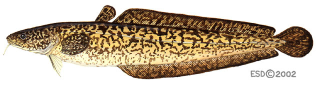 Deuterostomia