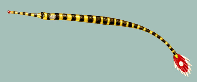 doryrhamphus_dactyliophorus