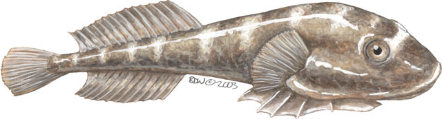 Deuterostomia