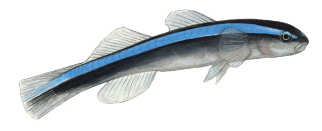 Deuterostomia