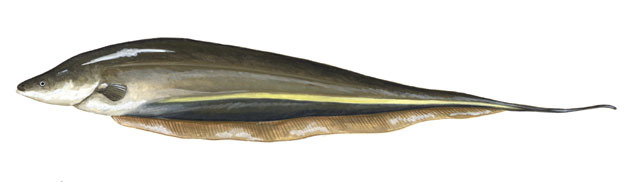 Gymnotiformes