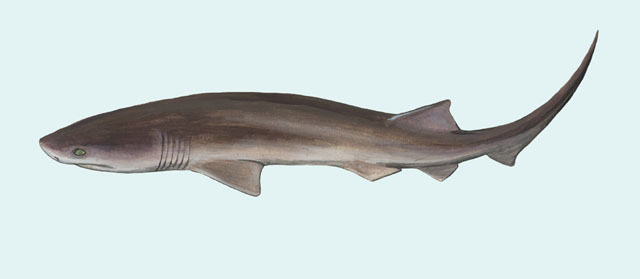 Elasmobranchii