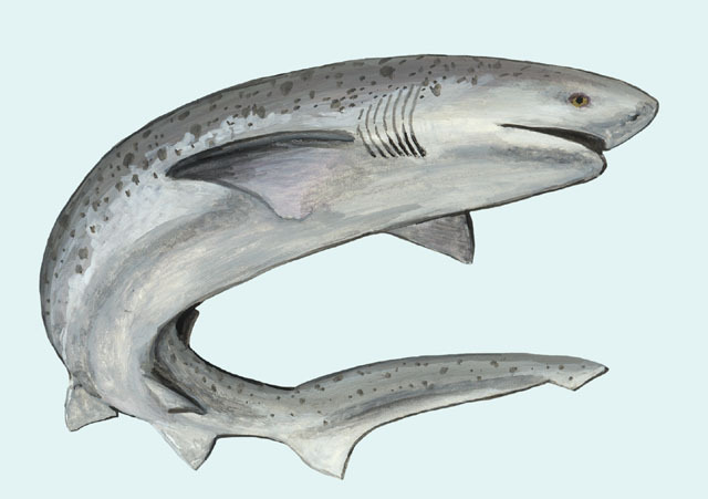 Deuterostomia