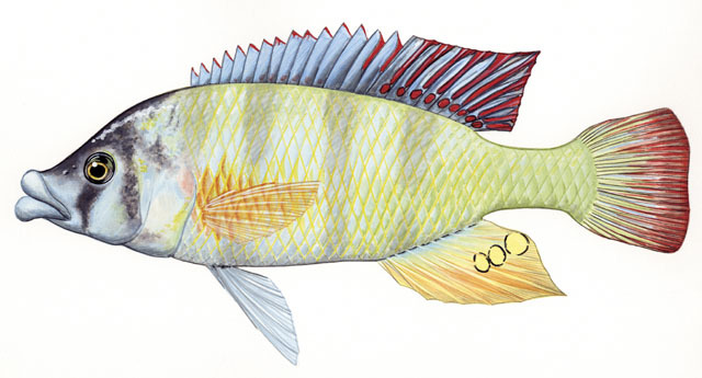 ADW: Haplochromis_chilotes.jpg