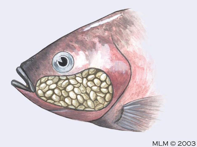 Рыба откладывающая икру в моллюске. Нильская тиляпия мальки. Потомство рыб.