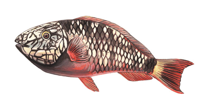 Species Spotlight: Queen Snapper, OffShore