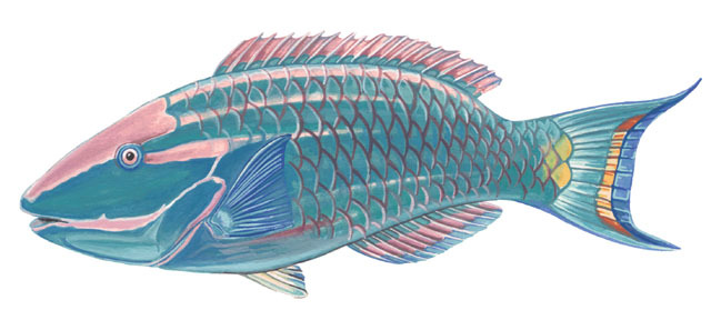 The ultimate illustrated guide to marine freshwater fish of the world