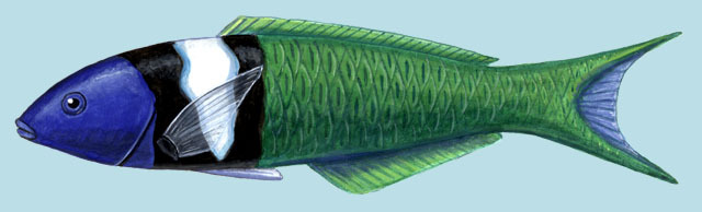 Thalassoma_bifasciatum_adul