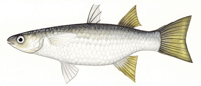 Deuterostomia