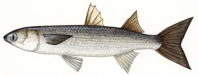 Mullet Fish Culture