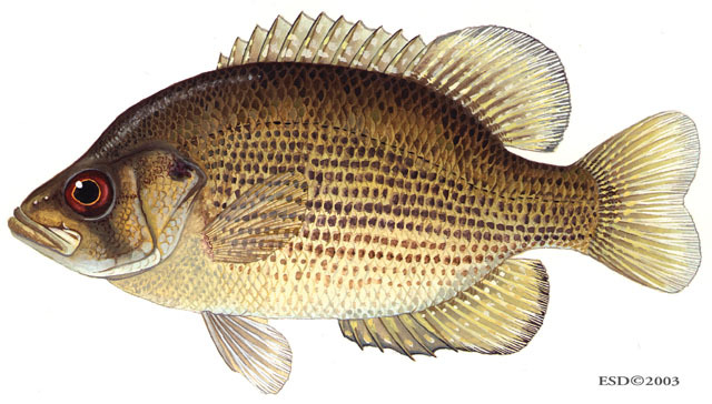 rock bass