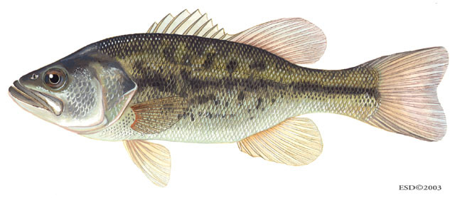 Largemouth Bass (Micropterus salmoides)