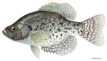 Fish Black Crappie Pomoxis Nigromaculatus Caught on the Yo-Yo Automatic  Fishing Reels. Beautiful Bald Cypress Trees in Autumn Stock Image - Image  of fisher, lake: 134233041