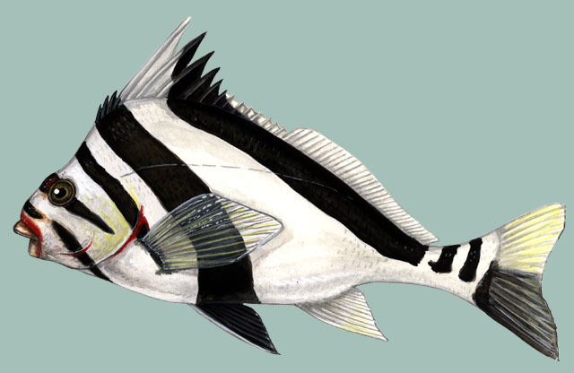 Deuterostomia