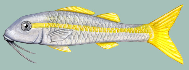 Deuterostomia