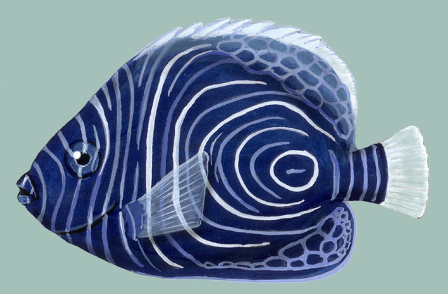 Deuterostomia