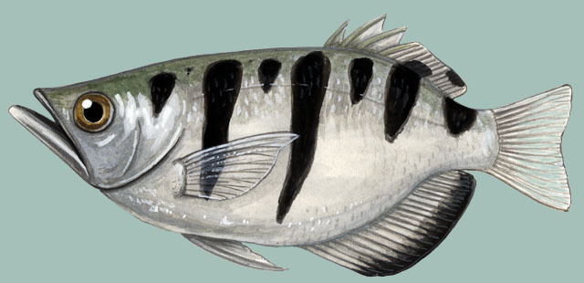 Deuterostomia