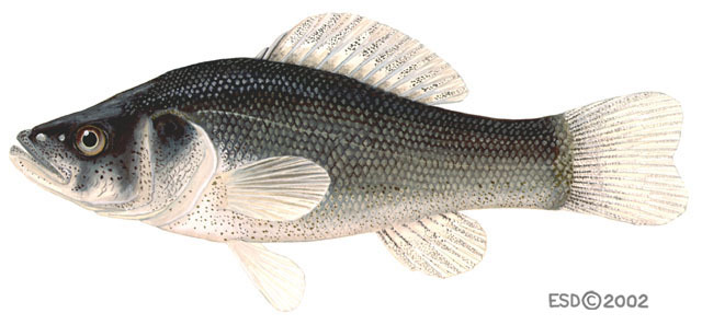 Aphredoderus