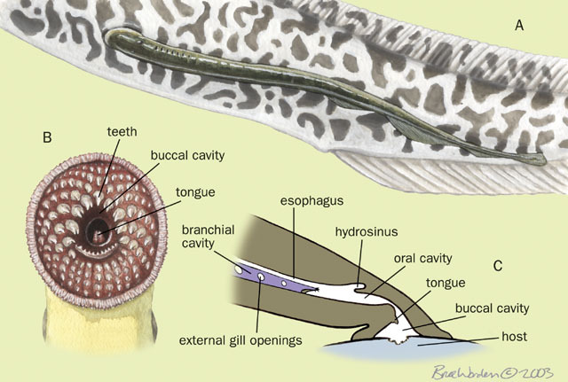 lamprey external anatomy