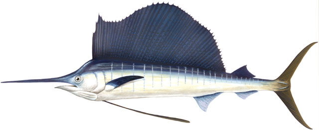 world record pacific sailfish