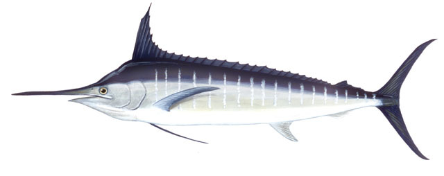 Atlantic Blue Marlin (Makaira nigricans) - ANGARI Foundation