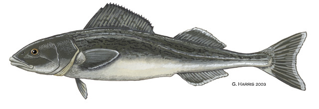 Scorpaeniformes