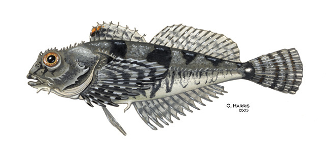 Oligocottus_maculosus