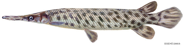 Deuterostomia