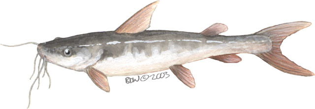 Siluriformes