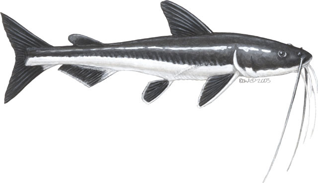 Brachyplatystoma_filamentos