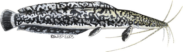 Clarias_gariepinus