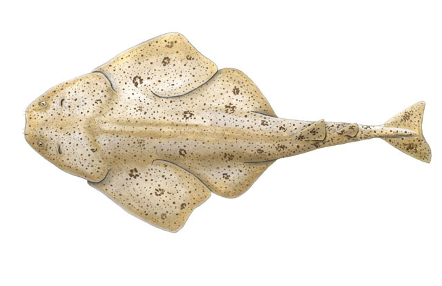 Deuterostomia