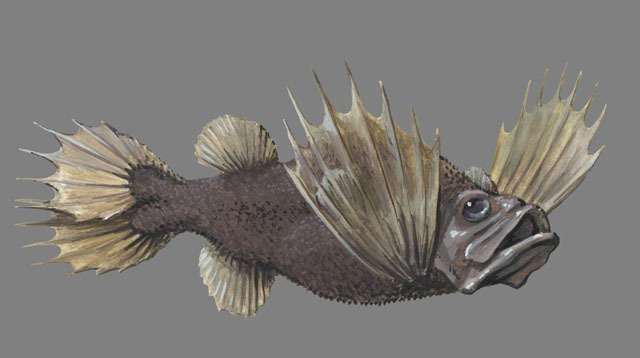 Deuterostomia