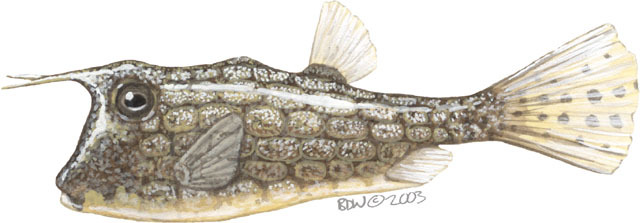 Deuterostomia