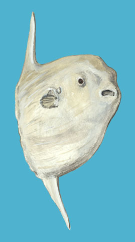 The Mystery Of The Oceanic Sunfish (Mola Mola)