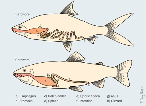 ADW: Actinopterygii: SPECIMENS