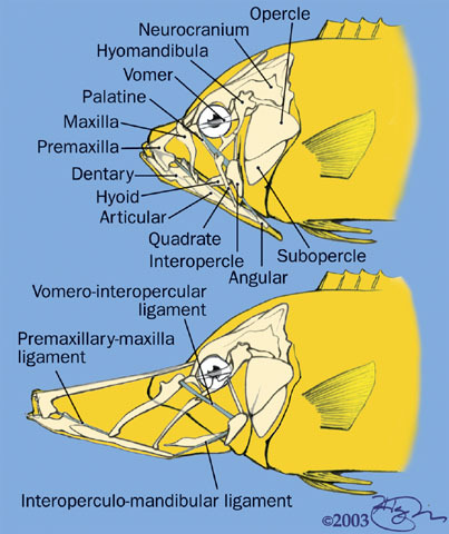 ADW: Actinopterygii: PRIMJERCIADW: Actinopterygii: PRIMJERCI  