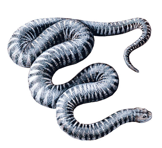 Pipe snake, Burrowing, Venomous, Non-Venomous